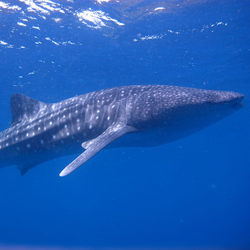 ジンベエを見るイメージ1